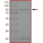 EGFR (T790M L858R), Active